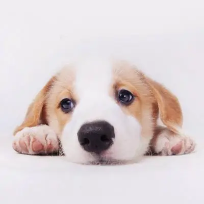 汪汪侃球