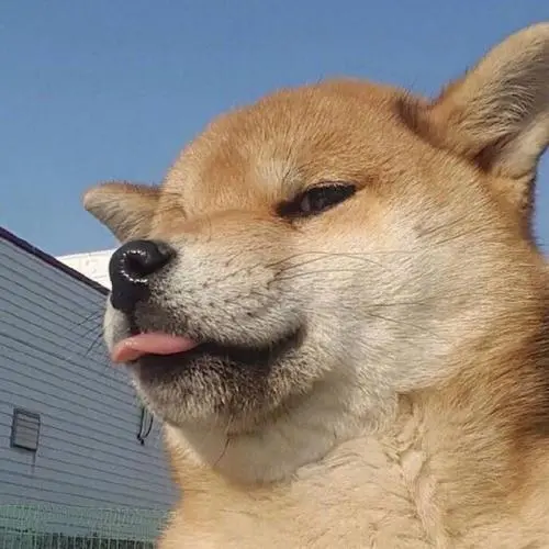 狗爷驾到